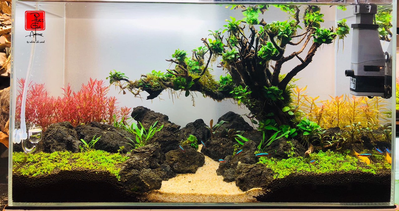 Tham khảo phong cách thiết kế vườn rau độc đáo