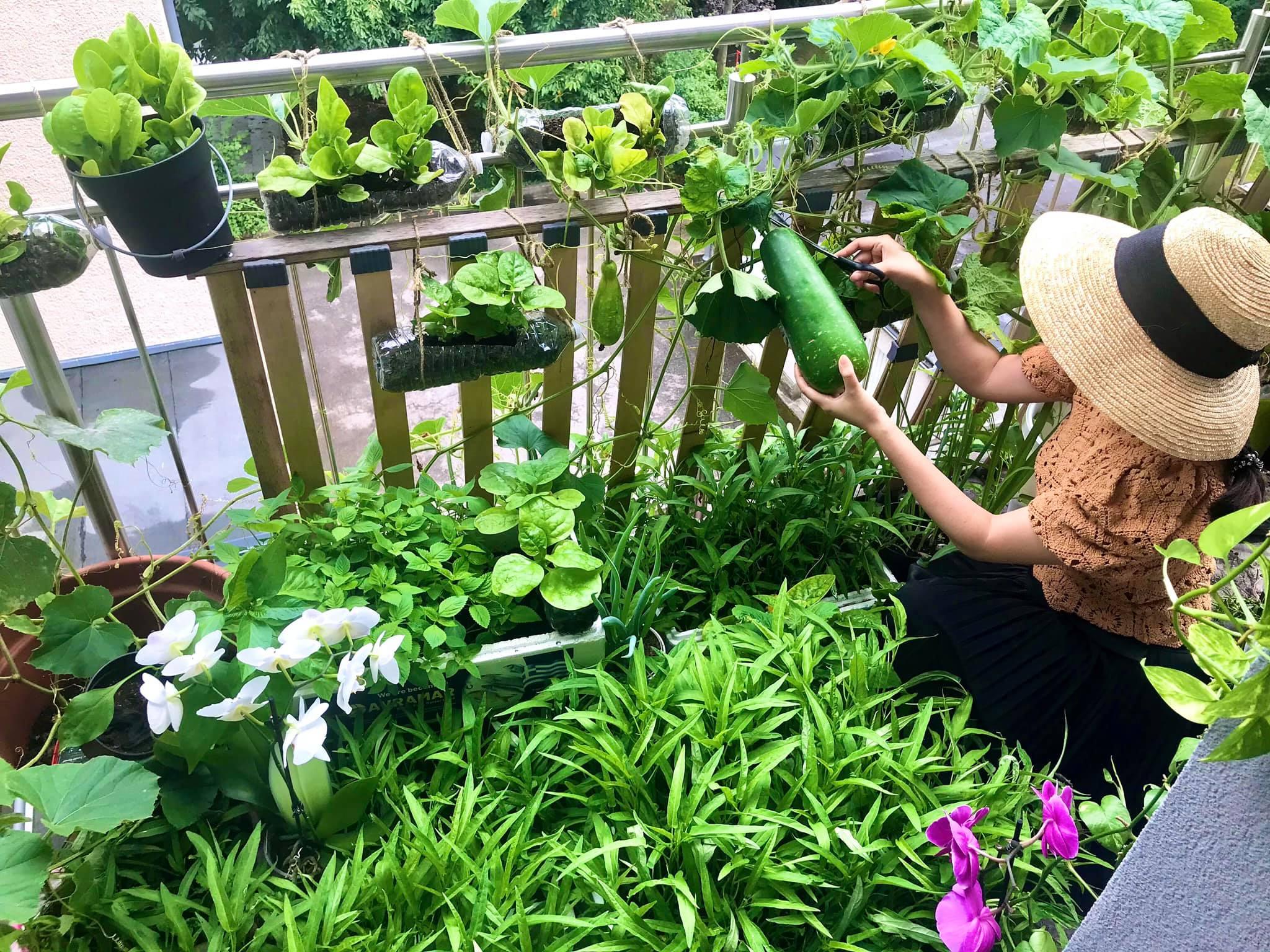 Mắc kẹt bên Pháp vì dịch và vườn ban công 2,5 m2 đầy ắp nông sản Việt