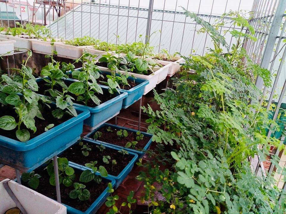 30 gợi ý vườn rau trồng tại nhà, từ căn hộ đến nhà phố dễ dàng áp dụng