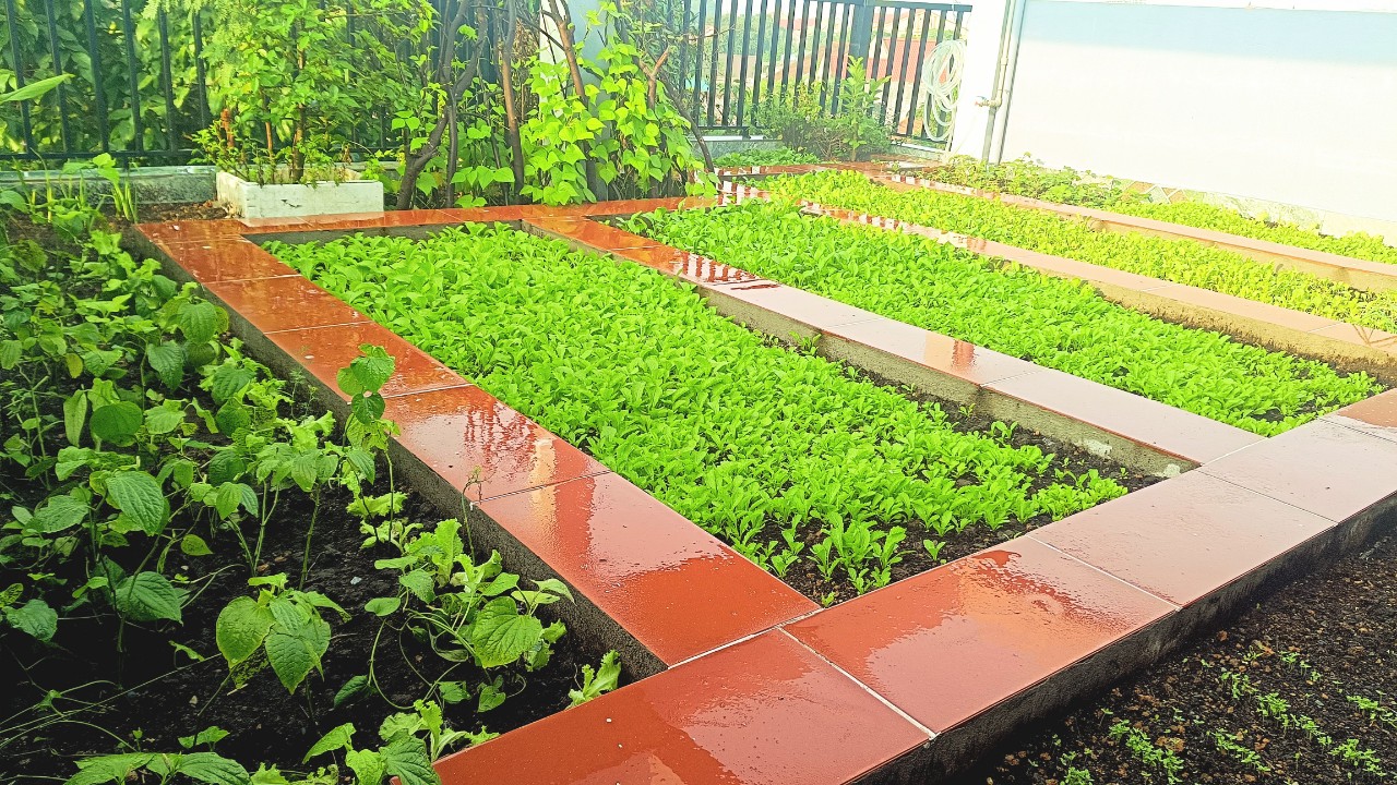 Cách trồng rau hiệu quả trên sân thượng